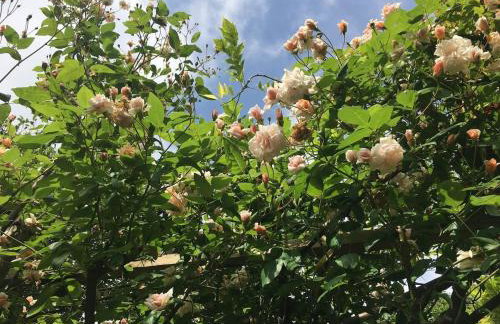 Little Hideaway - Central Frome - Foto 15