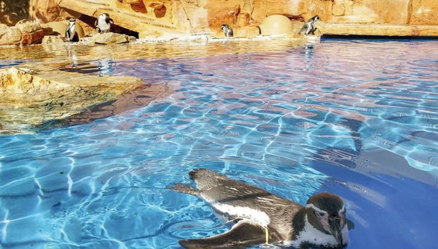 Marineland Mallorca - Foto 5