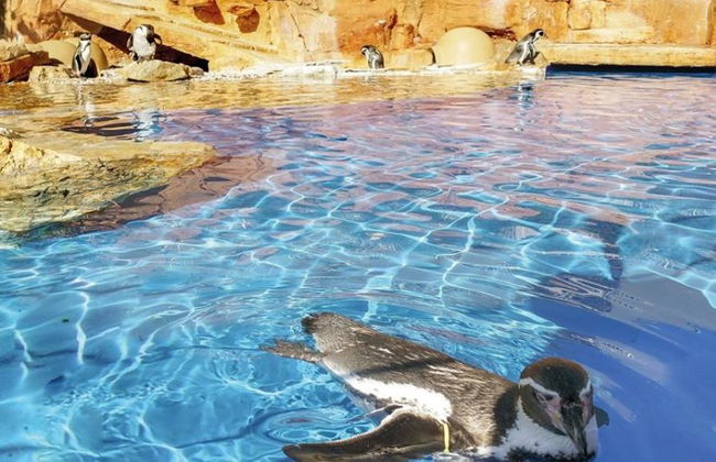 Marineland Maiorca - Foto 5