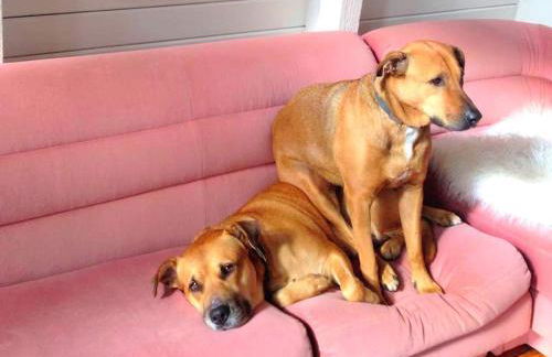 Peaceful Tree House Nestled Away in Hudson Valley, New York - Foto 26