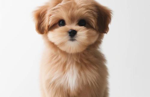 Skradin villa et studio - Foto 17