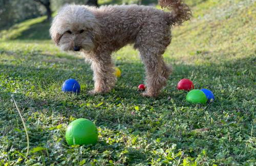 CHALET VELA Natura e Relax - Foto 25