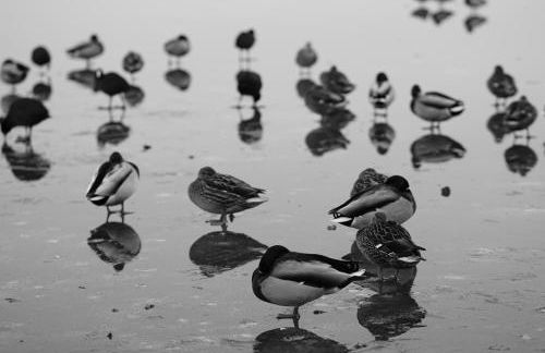 MÜRITZ-BRISE - Foto 27