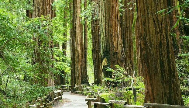 Excursión a Alcatraz, Muir Woods y Sausalito - Foto 4, Explorando Muir Woods