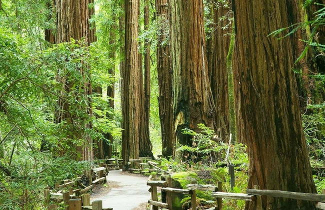 Excursión a Alcatraz, Muir Woods y Sausalito - Foto 4