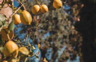 Sa Pedrissa - Foto 15