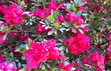 La Mergozzina - Foto 25