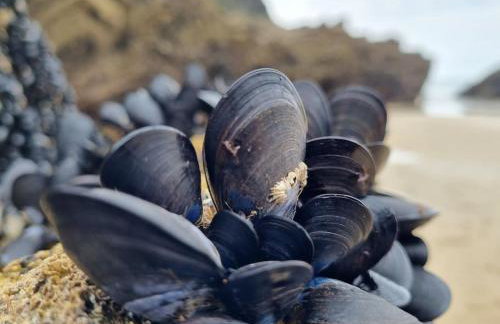 6 Porth Sands Newquay Cornwall Luxury with Sea Views - Foto 46