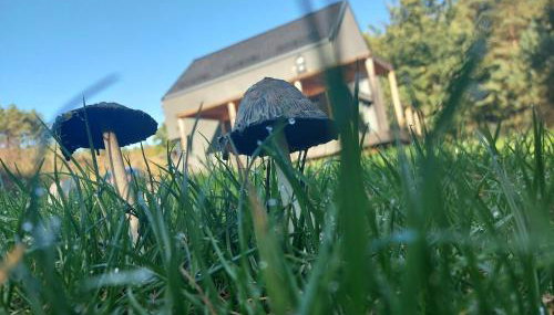 Calm House Krzynia - dom nad jeziorem do wynajęcia - Foto 5, Garden, Garden view