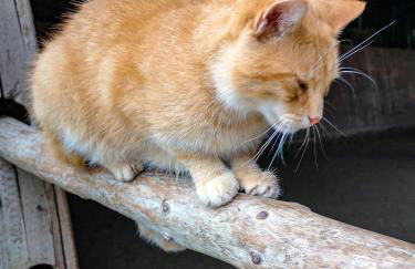 Ponyhof Adam Urlaub auf dem Bauernhof - Foto 67