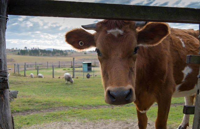 Clandulla Cottages - Foto 47