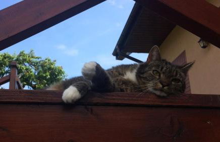 Apartamenty Pod Jesionem - Foto 18