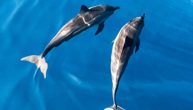 Pareja de delfines