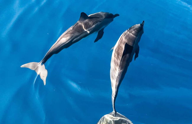 Avvistamento di delfini a Dhiffushi - Foto 1