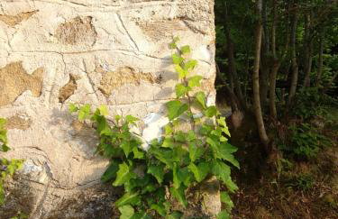 Dendrocopos Medius - Photo 23