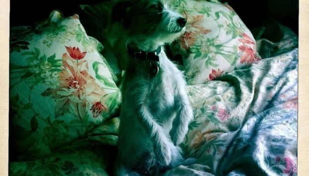 Boutique Bijoux Garden Flat in Vibrant Oval - Foto 5, Zona de estar