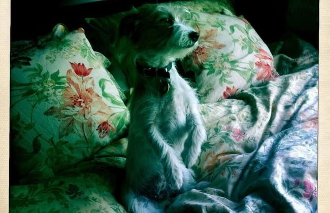 Boutique Bijoux Garden Flat in Vibrant Oval - Foto 9