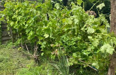 Maison avec jardin Orléans métropole - Photo 51