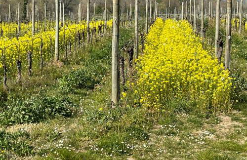 Caterina Appartamento Vacanze - Foto 18