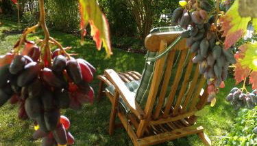 Kakteengarten - Foto 5, Garden