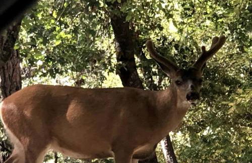 Twain Harte Lake, pool/hot tub, by skiing/Yosemite - Foto 13
