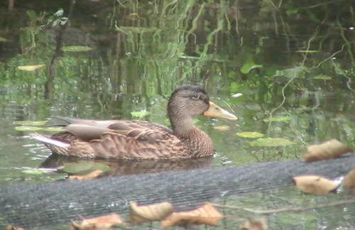 Gîte de la baerenbach - Photo 10
