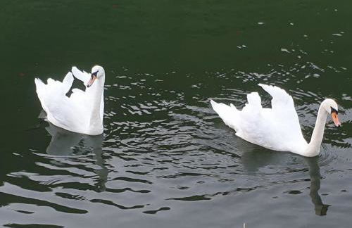 La Petite Maison Pa'Meuse - Foto 14