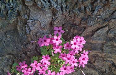 Agriturismo Settepassi Tuscany - Photo 25