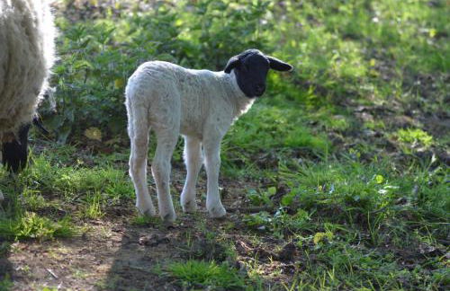 Ferienwohnung Süderfeld - Foto 19