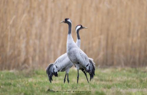 Żurawie gniazdo, elegancki zakątek w Puszczy Białowieskiej - Foto 37