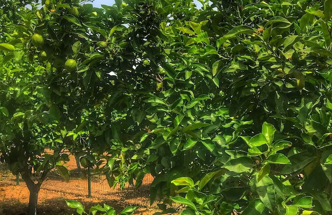 Bodrum Villa House - Foto 13