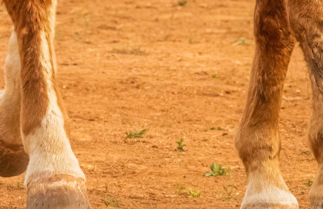 Paseo a caballo por el campo de Cáceres - Foto 1