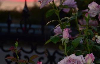 Salt and petals - Foto 46