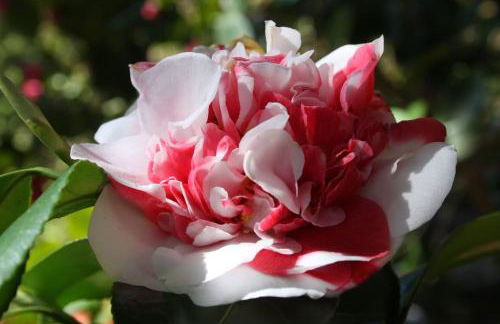 La Camelia d'Oro - Foto 20