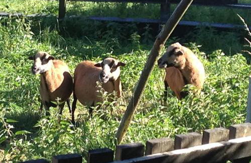 Ferienwohnung Wolf - Foto 11