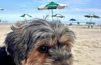 Lindo sonho com sol e mar a 50m no Martini's Apê! - Foto 25