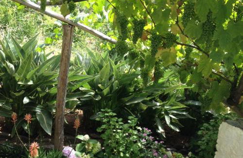 Fajã dos Padres - Foto 45