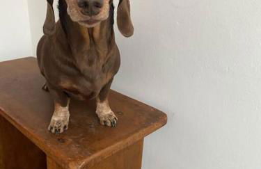 #casinhadasbananeiras - Foto 17