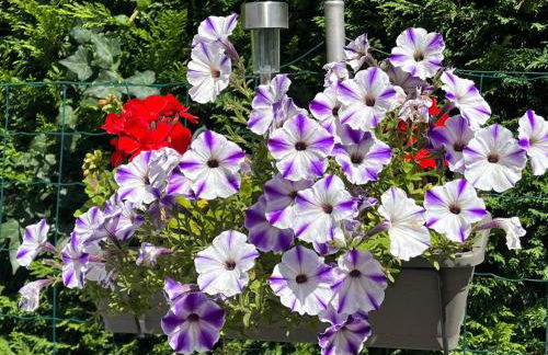 LES FLORALIES - Foto 29