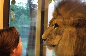 Big Cat Bungalows at The Haven - Photo 5