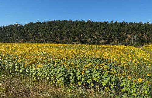 Podere La Casa - Foto 41