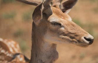 Casa di Voz Suites complex & free gym services by "elite" - Foto 77