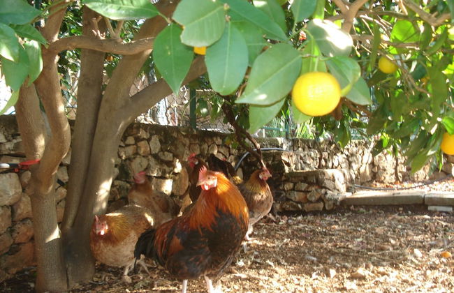 Green Paradise With Magnificent View - Foto 32