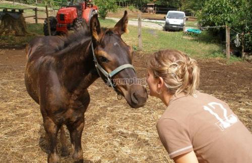 Casa Hydrangea con piscina e giardino - Foto 70