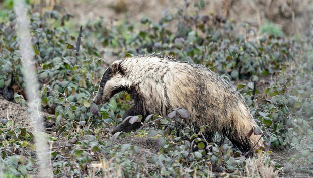 Shirvan National Park: Gazelle Safari and Birdwatching - Full-Day Tour with Optional Village Lunch - Foto 5