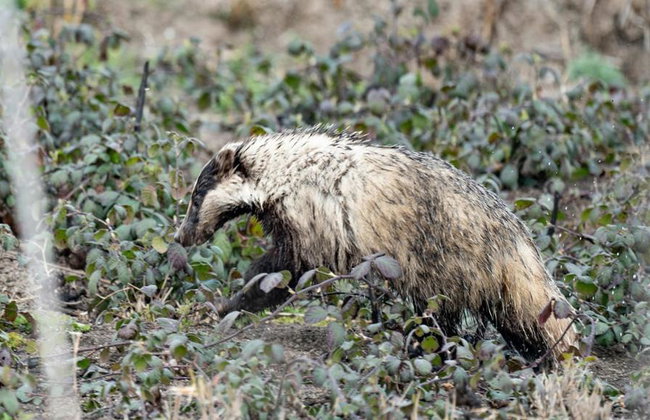 Shirvan National Park: Gazelle Safari and Birdwatching - Full-Day Tour with Optional Village Lunch - Foto 5