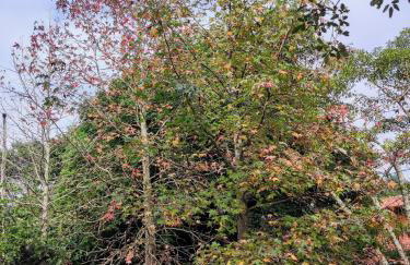 Casa do Bem Estar Picada Café - Foto 25