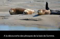 résidence la clairière aux portes de la baie de Somme - Foto 35