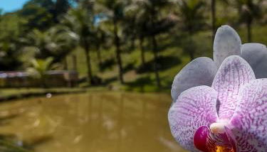 Sítio Bosque das Palmeiras - Foto 4