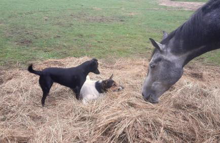 Agroturystyka Polana Harmonii - Foto 30